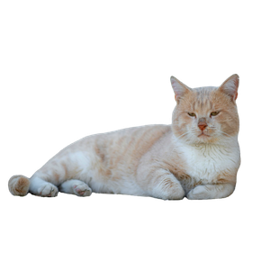 Related cat image: A Relaxed Beige Tabby Cat Lounges Against A Textured Wall In Tunis, Tunisia. 18029